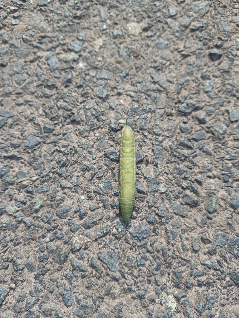 L'image montre une chenille verte du Moro-sphinx rampant sur une surface d'asphalte sombre. La chenille est entièrement visible et présente son aspect typique.