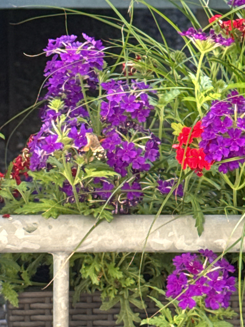 Un Moro-sphinx plane en vol devant des fleurs violettes et rouges pour butiner. La scène montre l'insecte dans son environnement naturel près d'une jardinière.