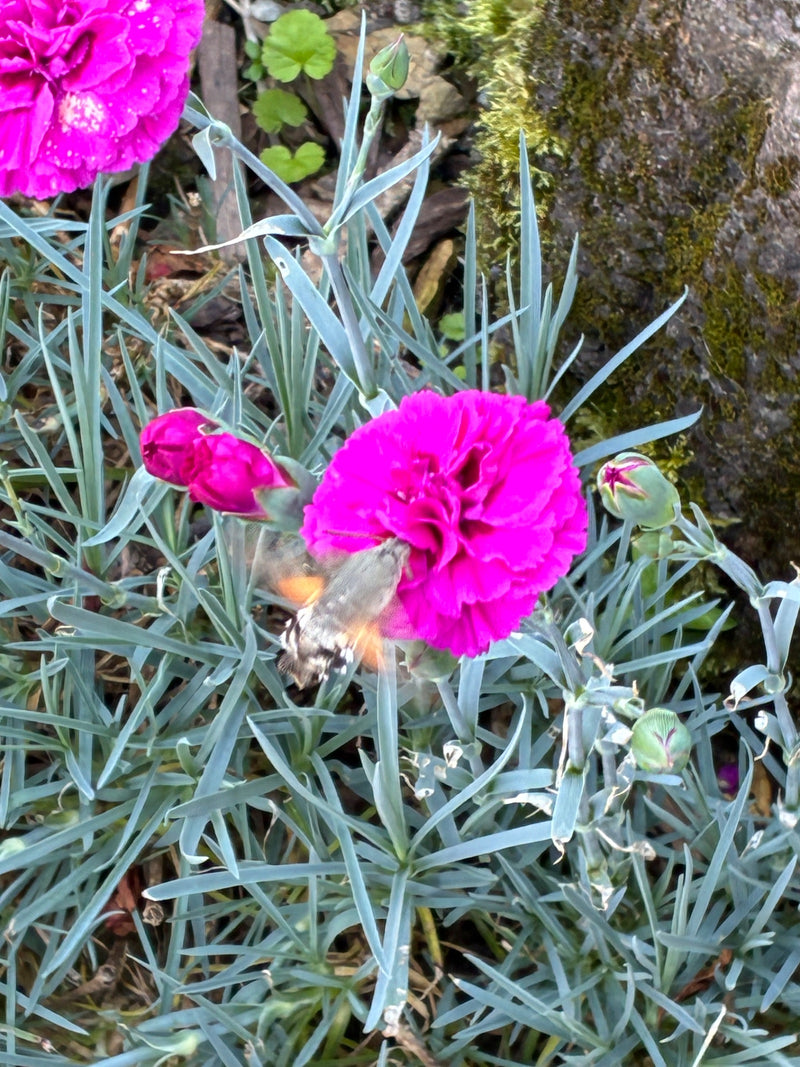 Un moro-sphinx lévite devant une fleur d'œillet rose vif, aspirant le nectar avec sa trompe déroulée. La prise de vue montre le papillon par-dessus dans un j...