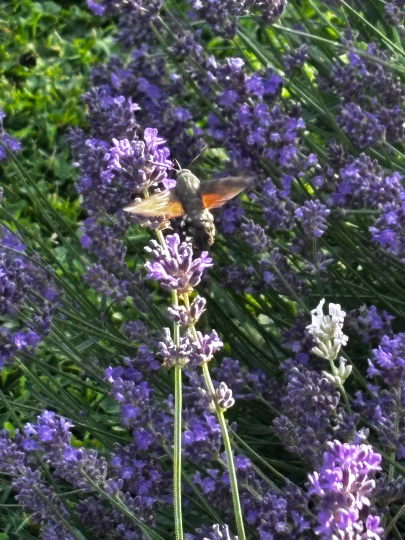 Un moro-sphinx volète devant des fleurs de lavande violettes tout en butinant le nectar. Les ailes et le corps caractéristiques du papillon sont bien visibles.