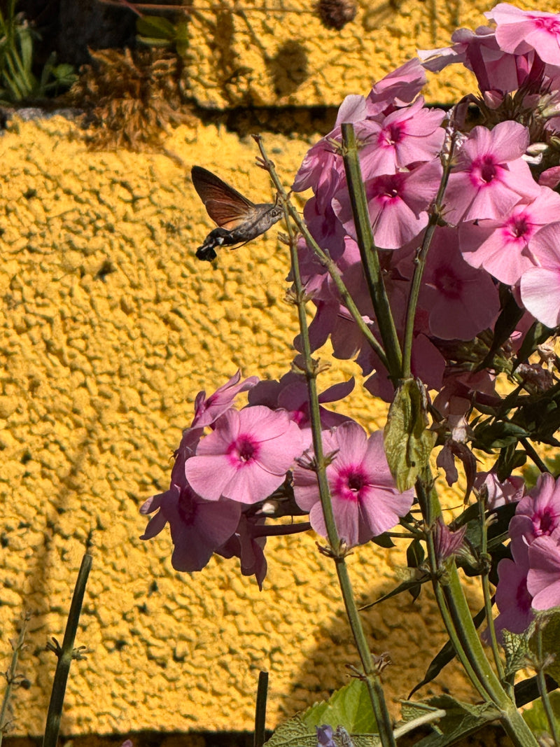 Un Moro-sphinx vole devant des fleurs roses et aspire le nectar avec sa longue trompe. Un mur jaune est visible à l'arrière-plan.