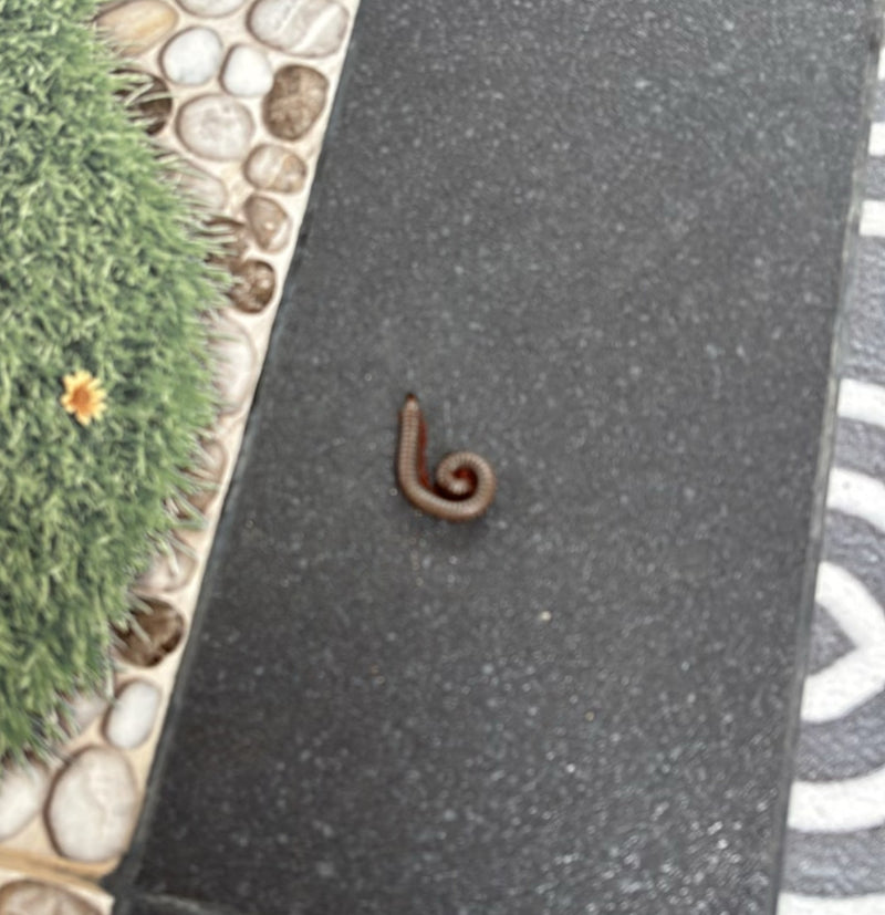 Mille-pattes (modèle de jouet) — Bild 1
