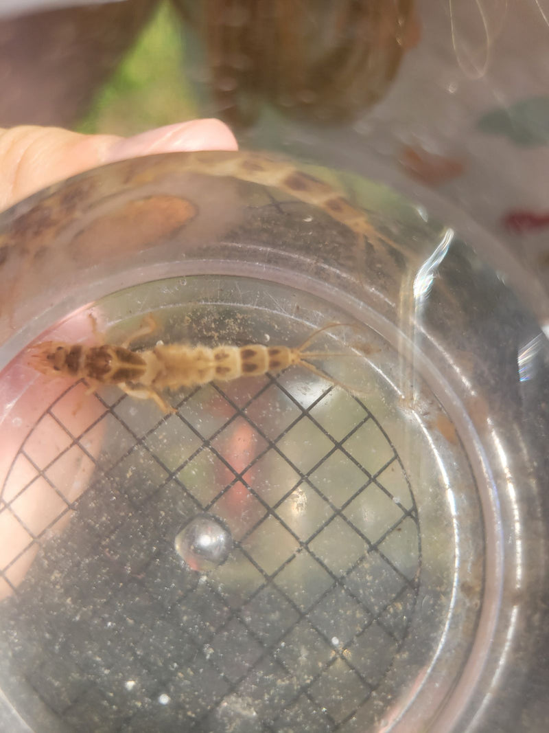 On voit la larve d'un éphémère dans un verre d'eau. L'insecte repose sur un fond quadrillé.