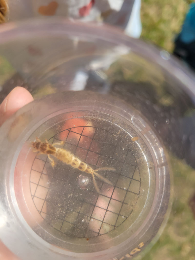 Une nymphe de grand gnatte se trouve au fond d'un récipient en plastique transparent doté d'une grille. L'insecte est clairement visible.