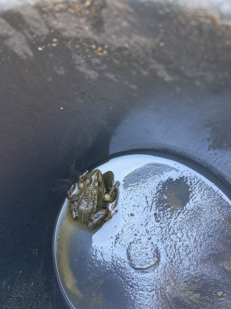 Grenouille d'étang — Bild 1