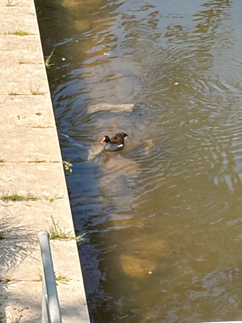 Poule d'eau — Bild 1