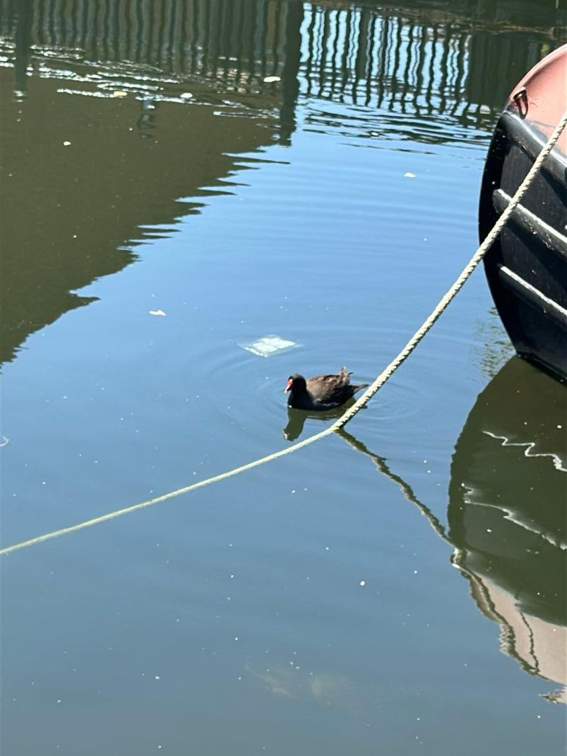 Une poule d'eau nage sur l'eau calme d'un plan d'eau. Une partie d'un bateau avec une corde est visible sur le bord droit.