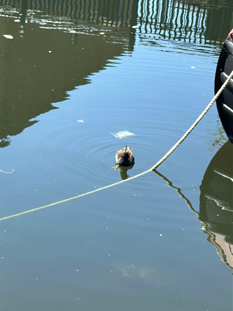 Une poule d'eau nage à la surface d'une eau calme. Une corde claire passe au premier plan.
