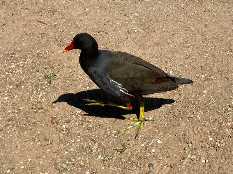 L'image montre une poule d'eau adulte marchant sur un sol sablonneux. On y voit clairement son plumage foncé, son bec rouge et ses pattes jaunes.