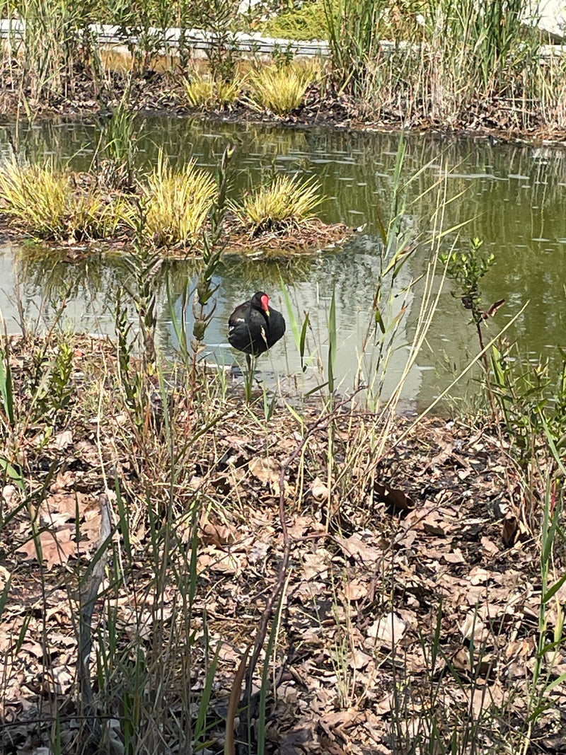 Une poule d'eau se tient sur la rive d'un petit plan d'eau, parmi les feuilles sèches et les herbes. L'oiseau au plumage noir montre clairement son bec rouge...