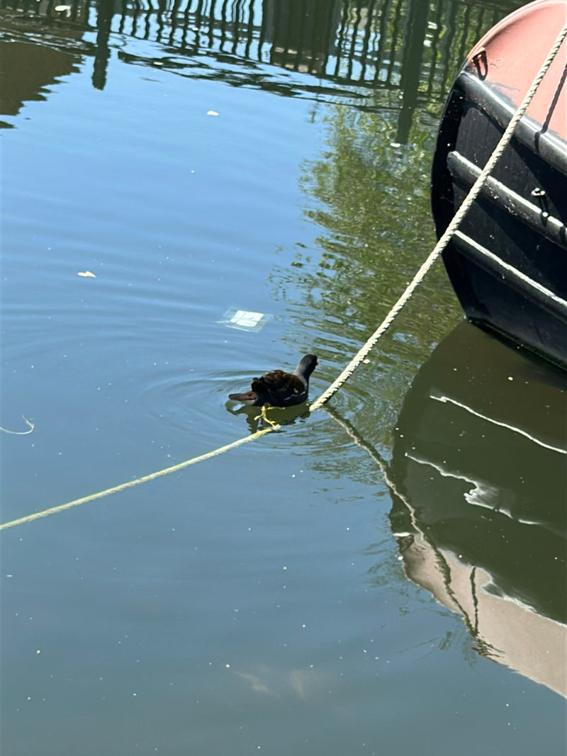 Une poule d'eau nage sur l'eau à côté d'un bateau amarré. Elle se déplace calmement à la surface de l'eau.