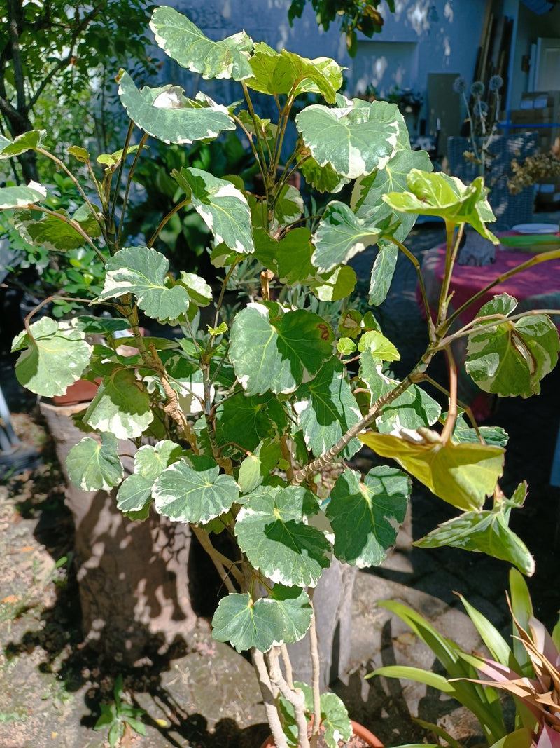Assiette Aralia — Bild 1