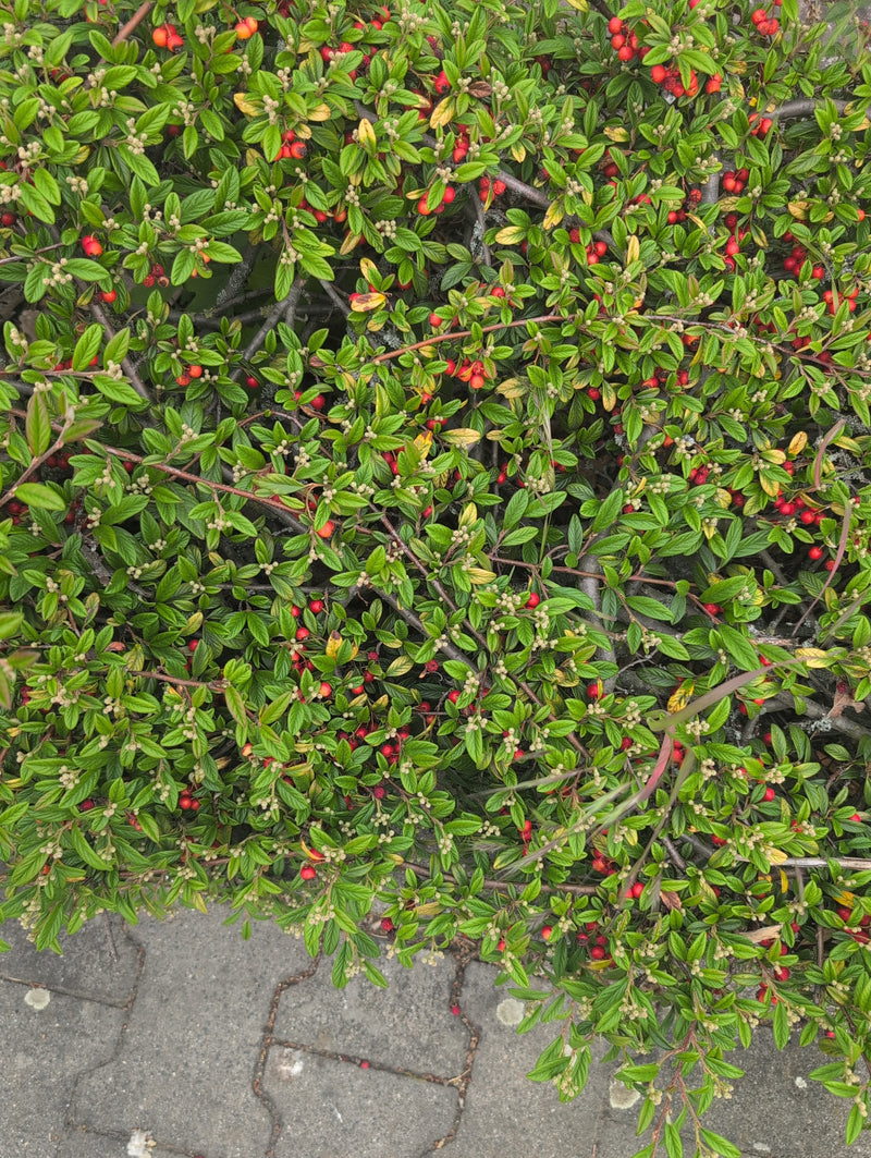 Tapis cotonéaster — Bild 5