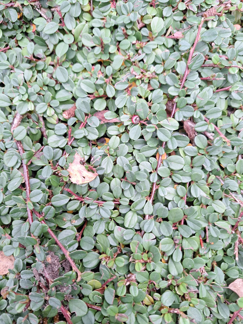 Vue plongeante sur les rameaux denses d'un cotoneaster rampant aux petites feuilles vert luisant.