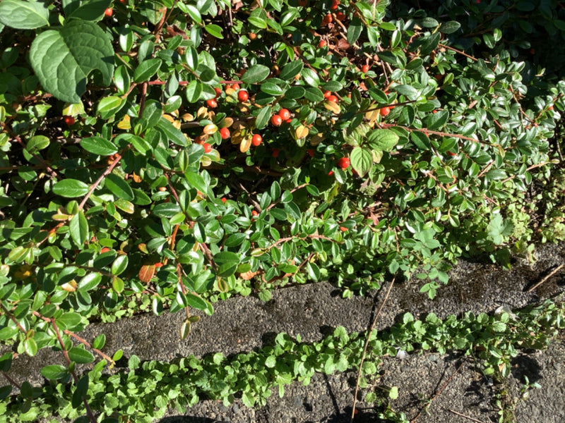 Des branches denses d'un cotonéaster rampant aux feuilles vertes luisantes et aux baies rouge vif bordent un passage.