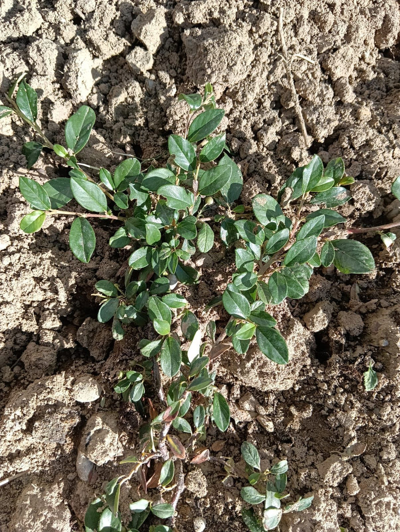 On voit un cotoneaster de Dammer avec des feuilles vertes brillantes poussant sur de la terre nue. La vue plongeante montre la plante dans son environnement ...