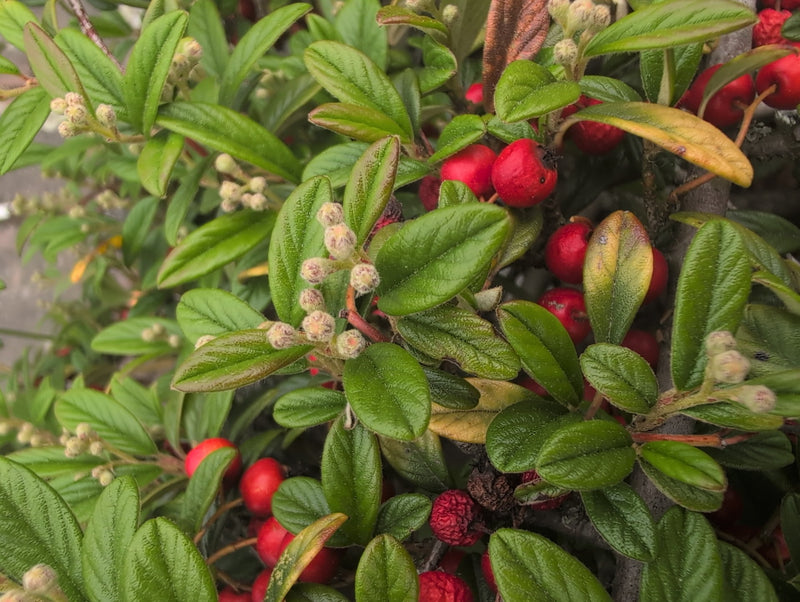 Tapis cotonéaster — Bild 3