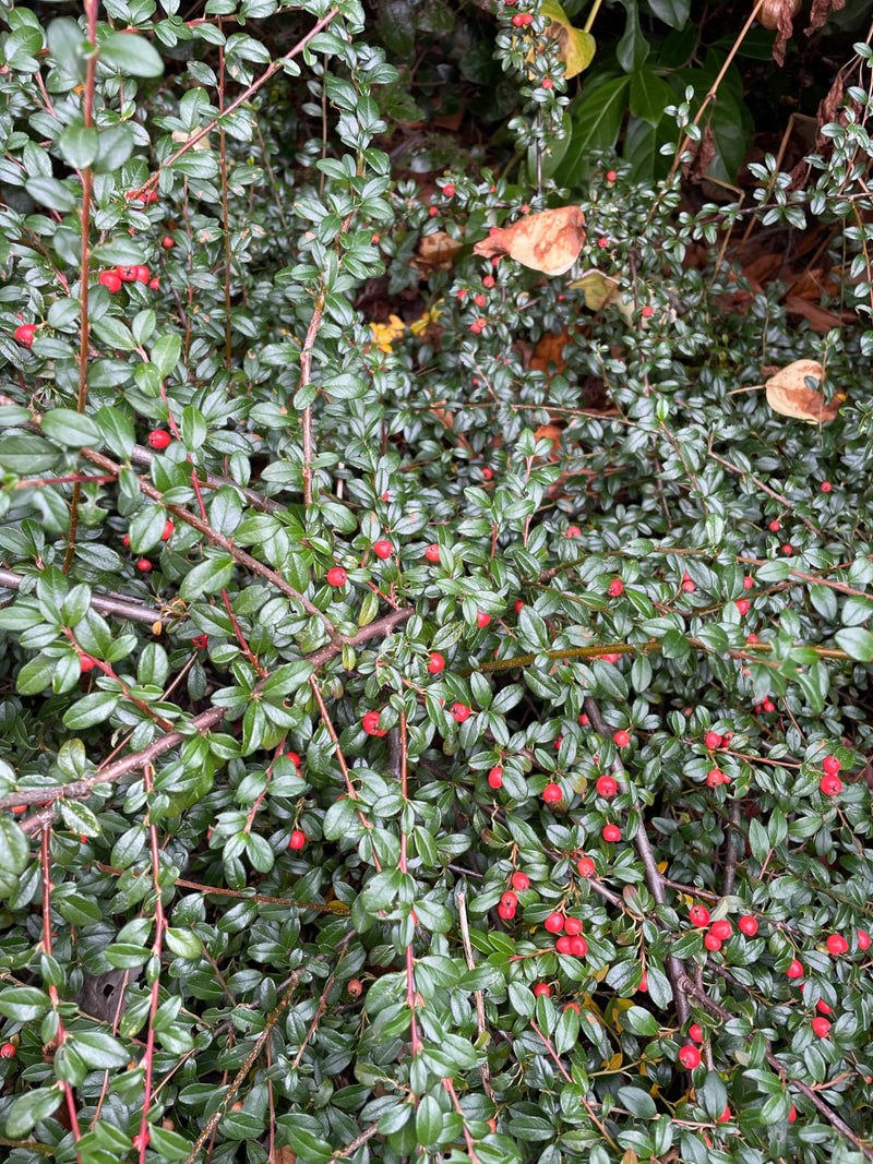 Rameaux denses d'un cotonéaster rampant présentant des feuilles vert foncé brillantes et de petites baies rouges.