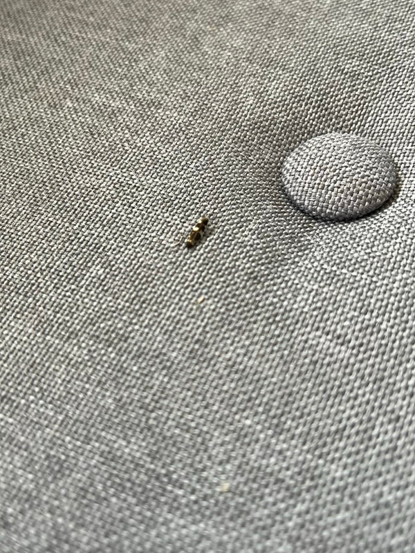 Une minuscule larve d'anthrène repose sur un tissu d'ameublement gris.