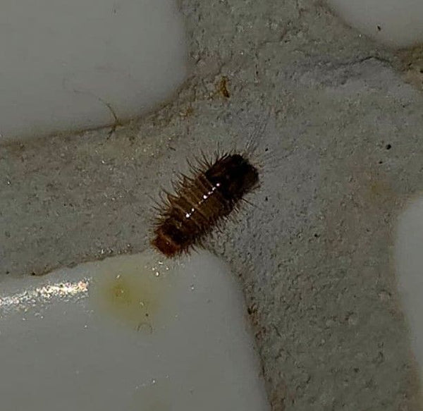 Une larve poilue d'anthrène des tapis repose dans le joint entre des carreaux clairs.