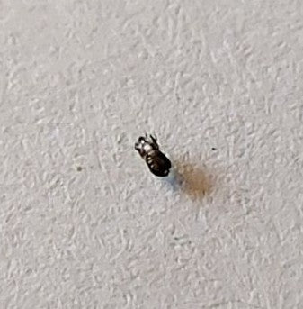 Un petit anthrène des tapis est posé sur un mur blanc texturé.