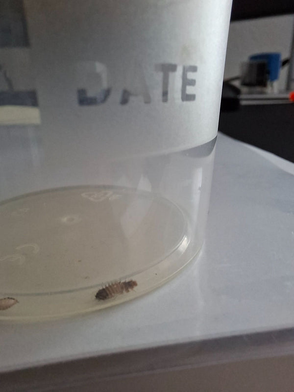 Une larve poilue d'anthrène se trouve au fond d'un gobelet en plastique transparent.