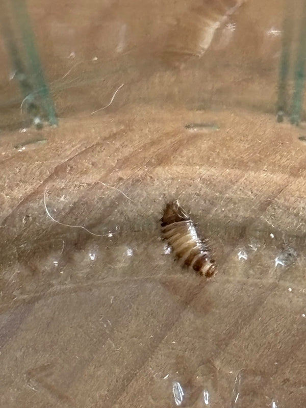 Une larve velue d'anthrène repose sur une surface en bois veiné.