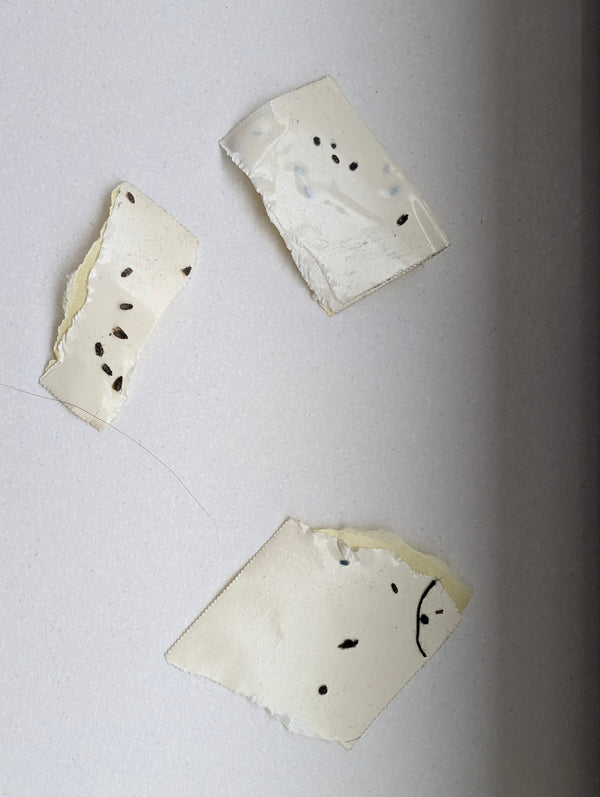 Plusieurs très petits insectes foncés sont collés sur des morceaux de ruban adhésif ou de piège collant.