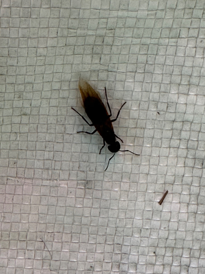 Termites — Bild 1