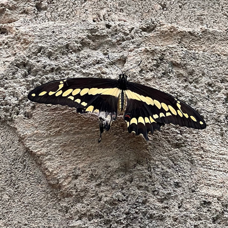 Machaon de Thoas — Bild 1