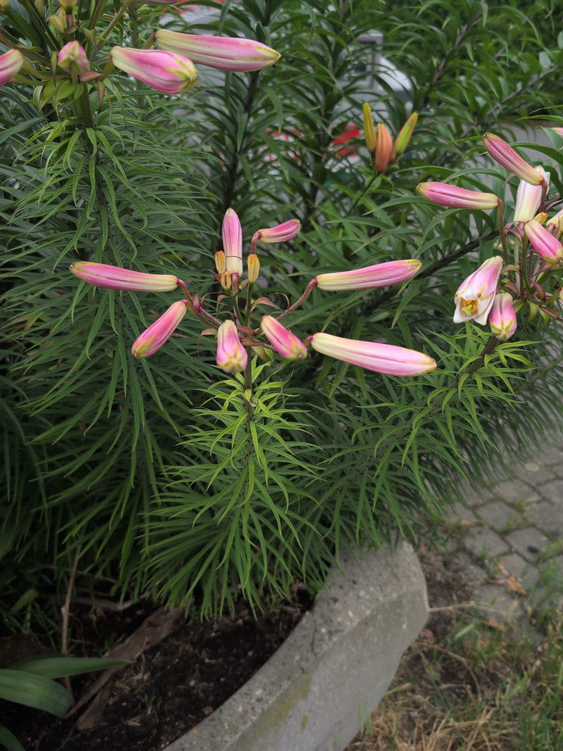 Lys crapaud — Bild 2