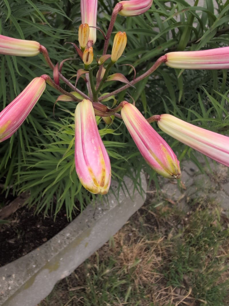 Lys crapaud — Bild 3