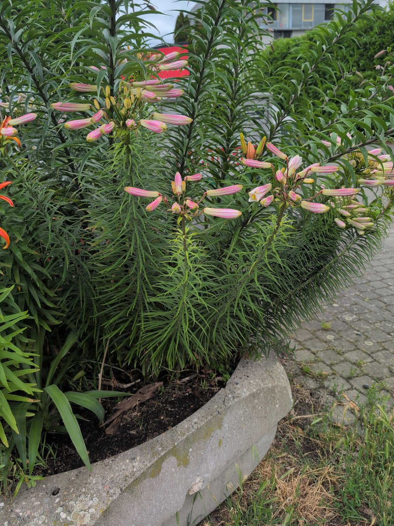 Lys crapaud — Bild 1