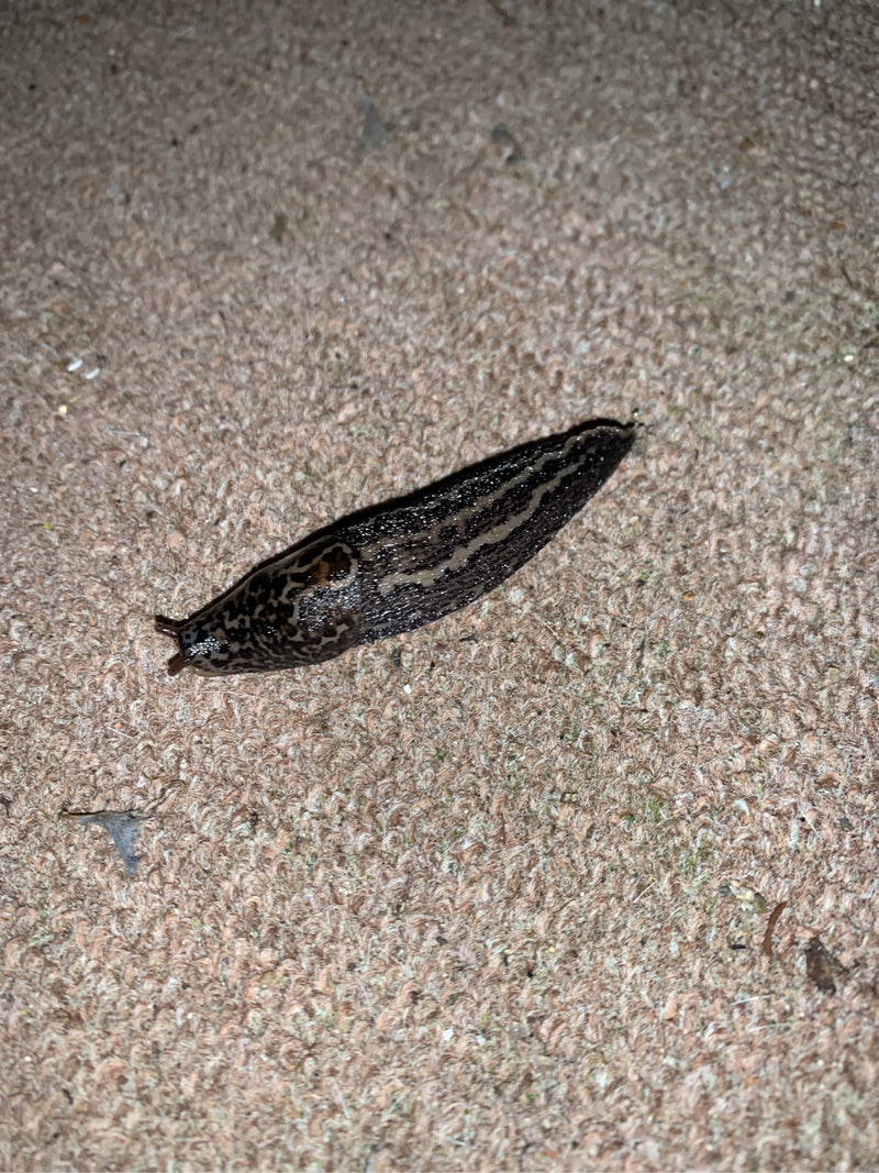 Escargot tigre Limax Maximus — Bild 2