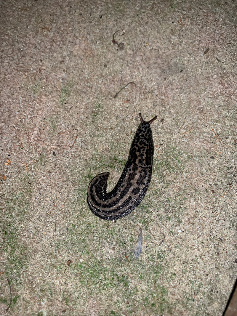 Escargot tigre Limax Maximus — Bild 1
