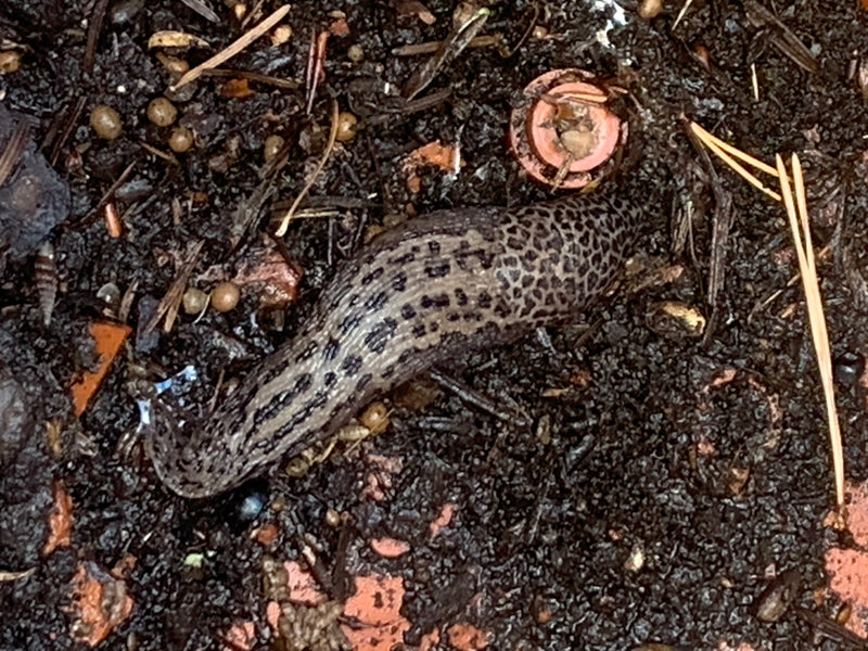 Une limasse tigrée au motif tacheté caractéristique rampe sur de la terre sombre et humide. La vue montre l'animal du dessus dans son habitat naturel.