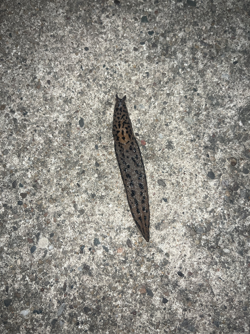 Une grande limace tigre est vue rampant sur un sol en pierre claire par le dessus. Le motif tigré typique sur son corps est bien visible.