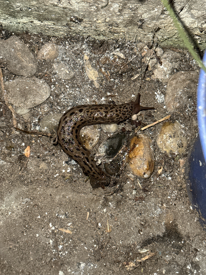 Escargot tigre Limax Maximus — photo 3 sur 21