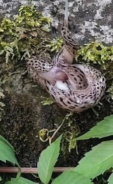 Deux limaces léopards sont observées lors de leur accouplement suspendu à un mur moussu. Elles sont étroitement enlacées.