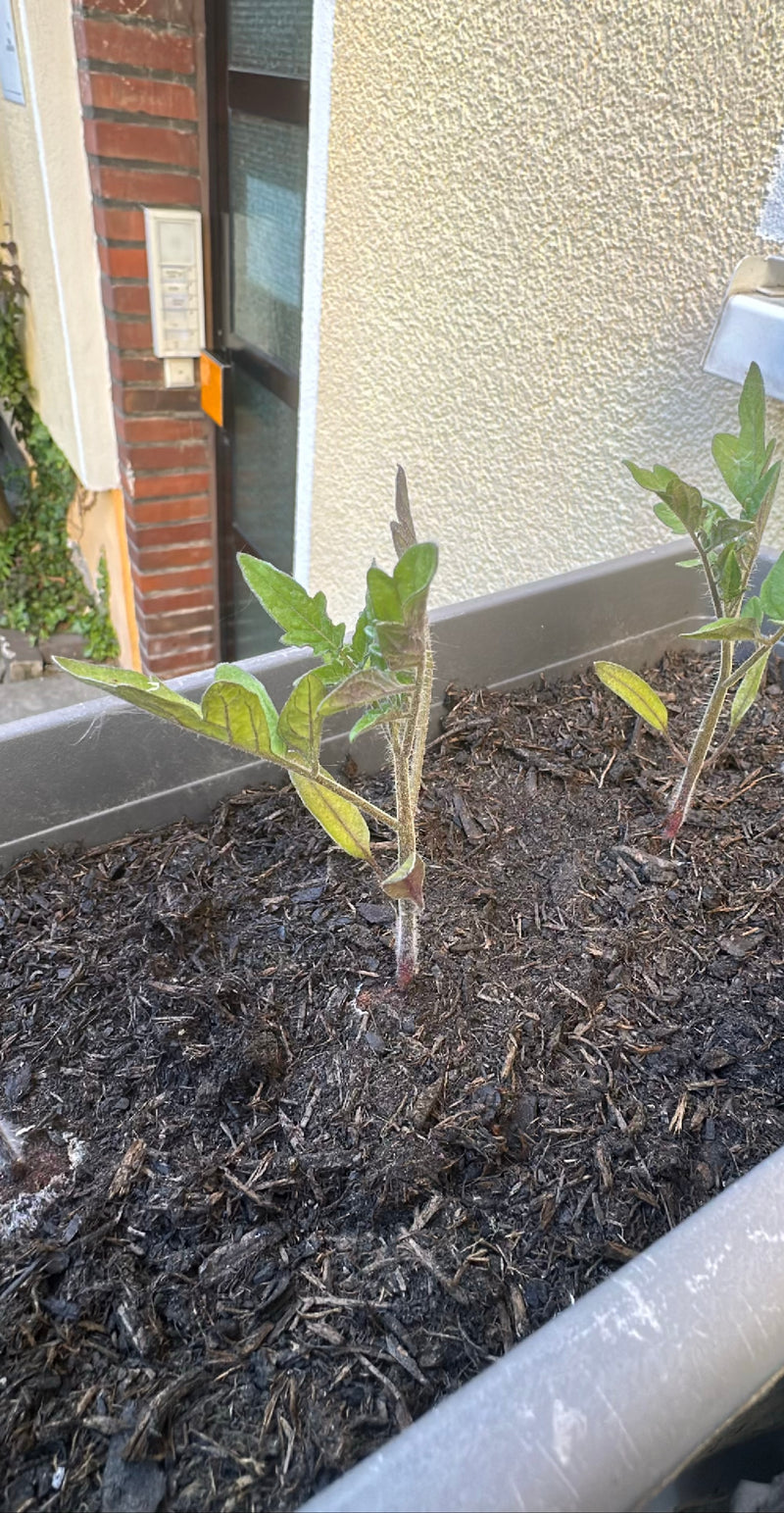 Deux jeunes plants de tomates poussent dans une jardinière allongée remplie de terre sombre. Les tiges et les feuilles pennées sont clairement visibles.