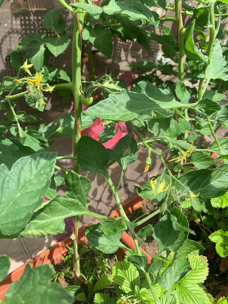 L'image montre un plant de tomate sain avec des feuilles vertes, des fleurs jaunes et un jeune fruit vert dans un pot.