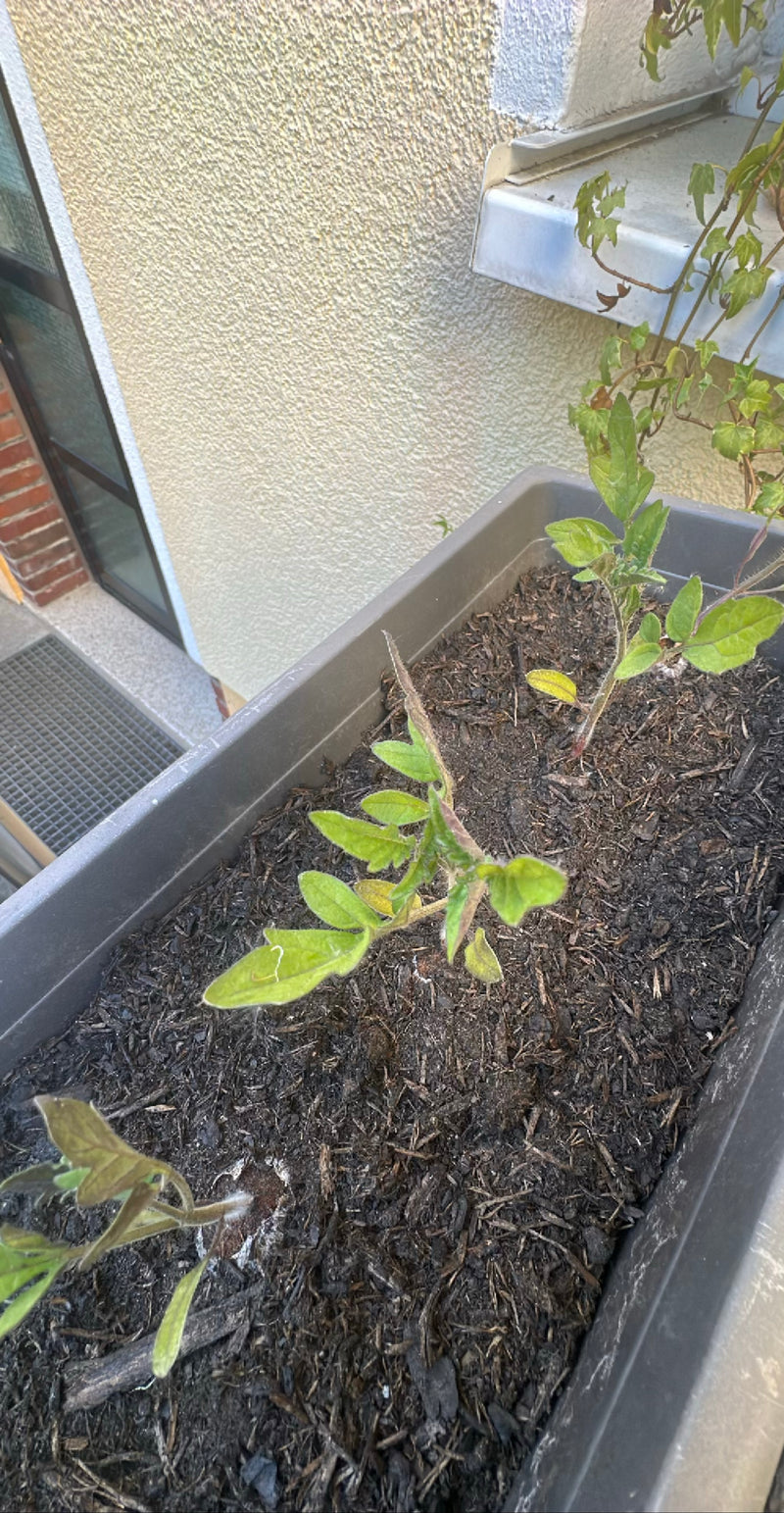 L'image montre de jeunes plants de tomates poussant dans une jardinière allongée remplie de terre sombre. La perspective est en plongée sur les jeunes pousses.