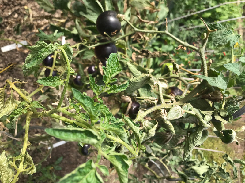 L'image montre un plant de tomate avec des feuilles vertes et plusieurs fruits violet foncé à noirs.