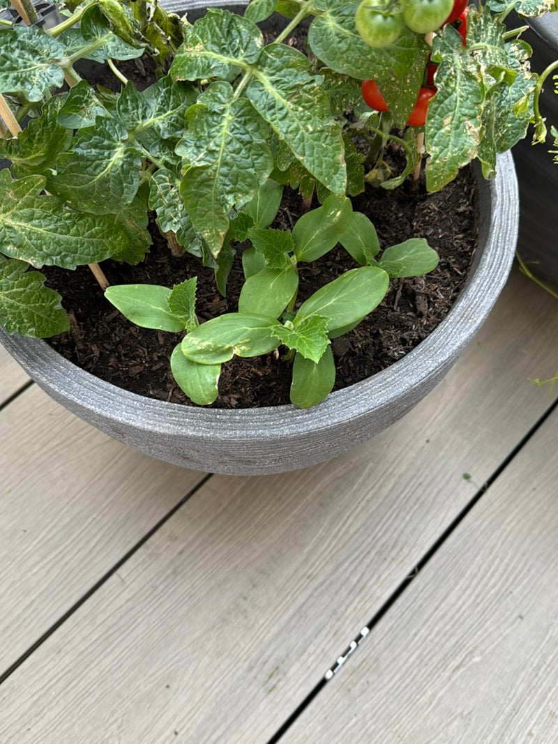 L'image montre un plant de tomate avec des fruits verts et rouges dans un pot. La photo montre la plante vue du dessus.