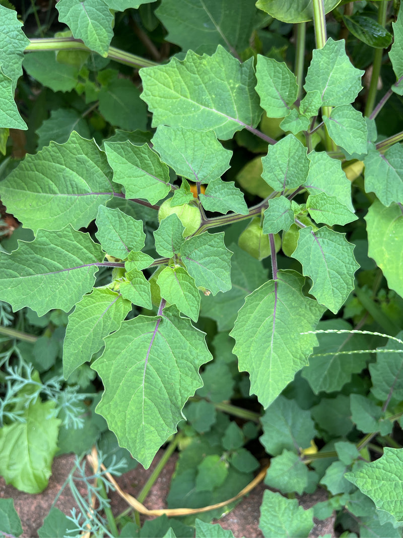 Tomatille — Bild 1