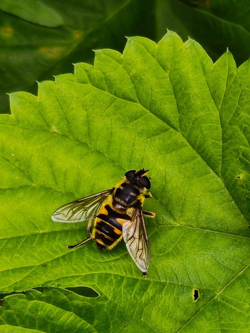 Hoverfly du crâne — Bild 1