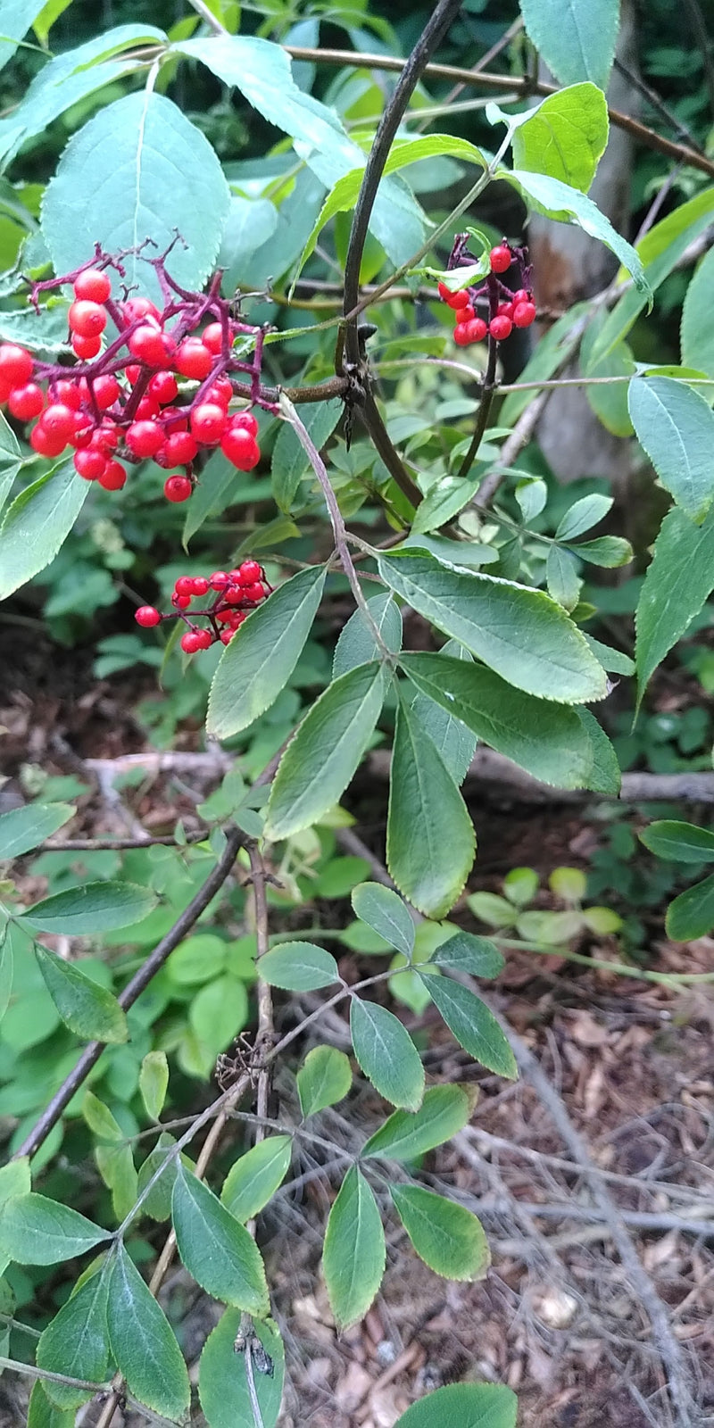 Sureau raisin — Bild 1