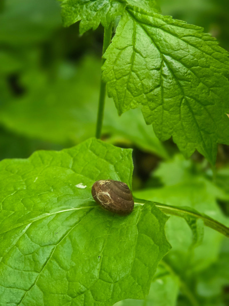 Une petite coquille d'escargot brune repose sur une feuille verte luxuriante.