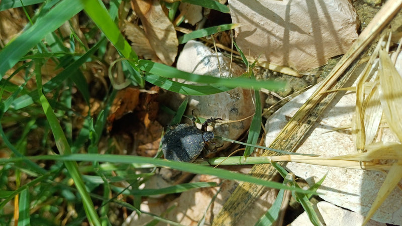 Un cétoine funeste noir est bien visible dans l'herbe verte parmi de petites pierres. La vue plongeante montre l'insecte sur un sol naturel.