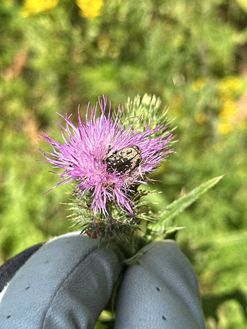 Une cétoine funeste est posée sur une fleur de chardon violette. La photo montre l'insecte vu du dessus dans son environnement naturel.